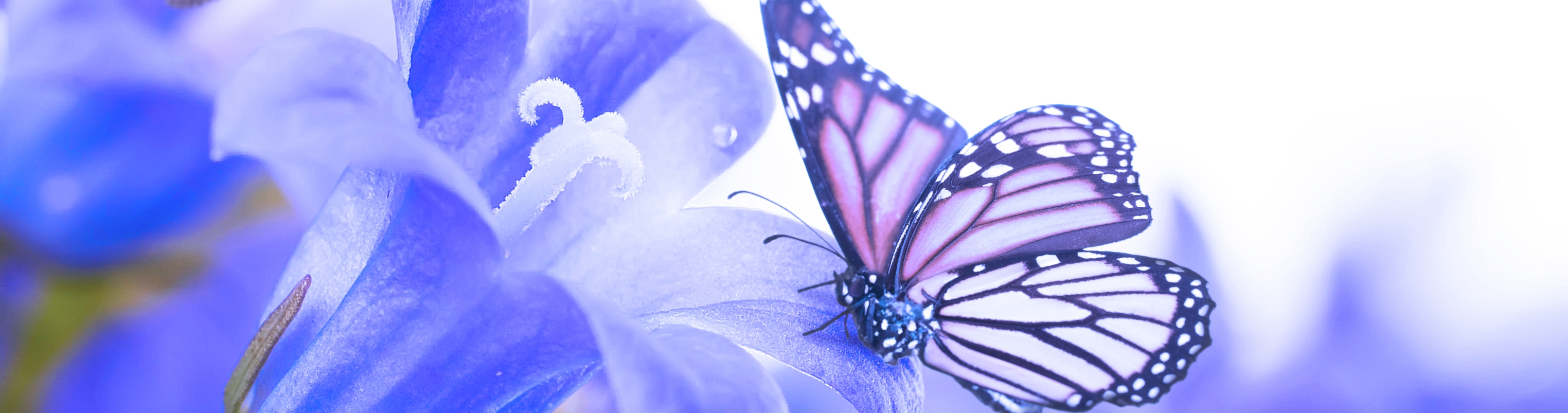 butterfly banner 7